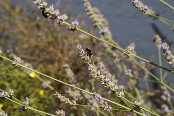 Hummel im Lavendel
