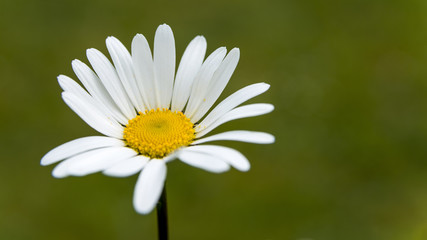 Obraz premium Margerite 