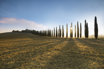 Cypress alley in Tuscany during sunrise