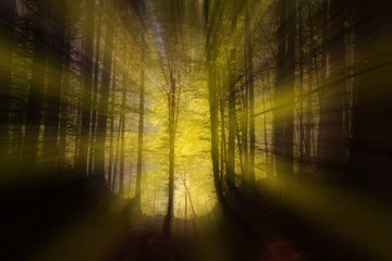 Sonnenstrahlen durchbrechen das Dickicht eines Waldes.