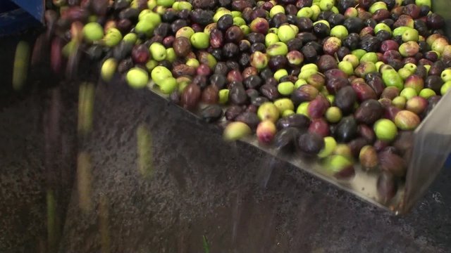 Manufacturing of the olive oil in Provence