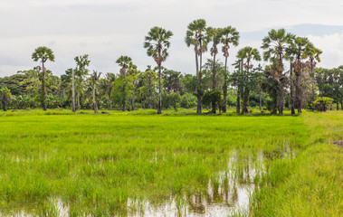 Sugar palm in rice field