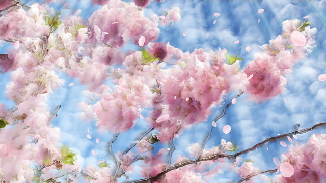 Flowering cherry and falling petals loop