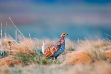 Sharp-tailed grouse (Tympanuchus phasianellus) © BGSmith