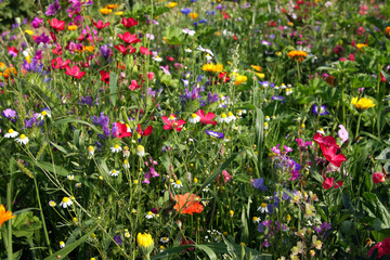 Blumenwiese im Sommer