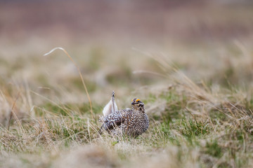 Sharp-tailed grouse (Tympanuchus phasianellus)