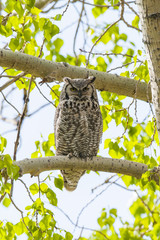 Great Horned Owl