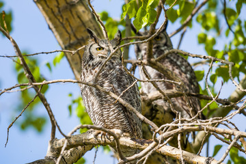Great Horned Owl