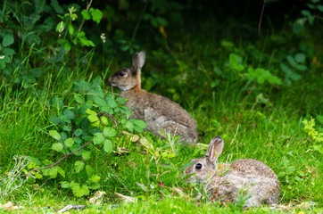 Fototapeta premium Lapins de garenne