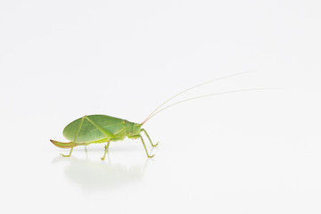 Female katydid with ovipositor, side view.
