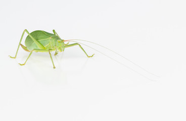 Female green katydid with long antennae.