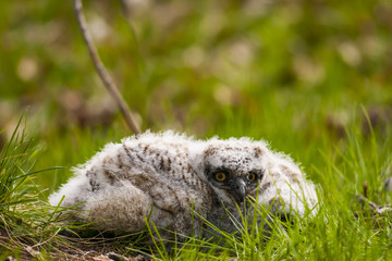 Great Horned Owlet