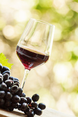 Red wine in a glass and fresh grapes, toned image, selective foc