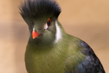 Tauraco Leucotis - Weißohrturako