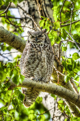 Great Horned Owl