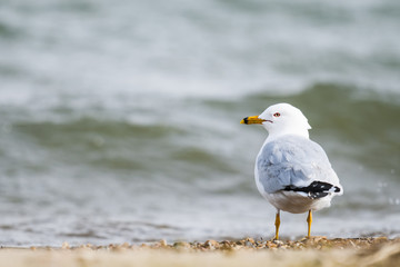 Fototapeta na wymiar Ring-billed Gull (Larus delawarensis)