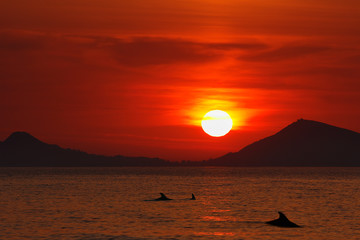 Sunrise over the Black Sea. Silhouettes of the dolphins at dawn. © Romano72