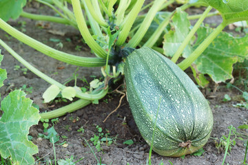 Zucchini in the garden.