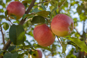 red apples on a branch