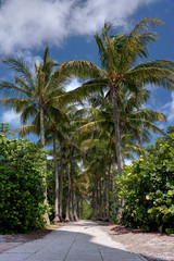 Fototapeta na wymiar Palm Tree Lined Walkway