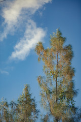 Branches of pine trees