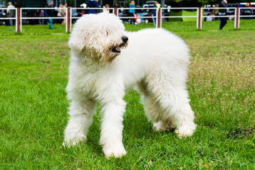 South Russian Sheepdog looks. The South Russian Sheepdog is in the park. 