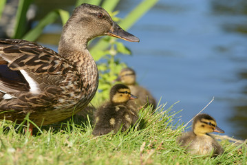 Mallard - Female with nestlings.