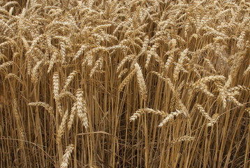 Close up of wheat field ready for harvest