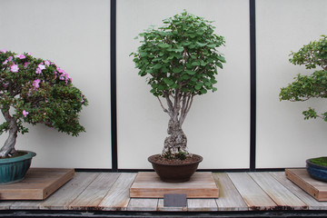 Bonsai Tree- Ginkgo- Ginkgo Biloba