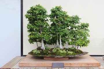 Bonsai Tree- Loose Flower Hornbeam Birch- Carpinus Laxiflora 