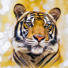The tiger wildlife on bokeh background