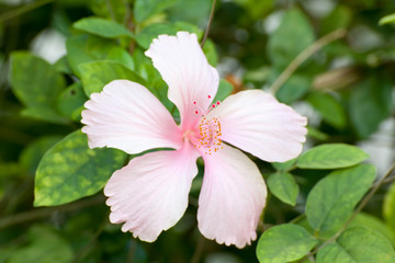 hibiscus
