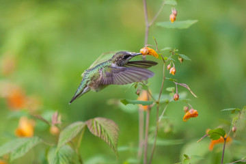 hummingbird