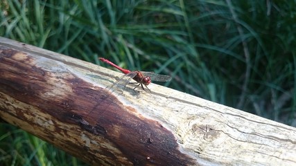 Rote Libelle