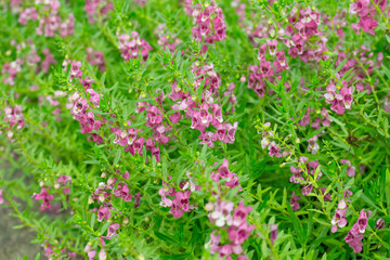 Obraz premium Angelonia flower