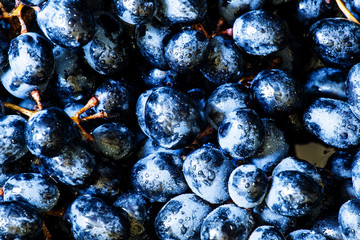 Blue grapes on a dark background, toned image, top view, selecti