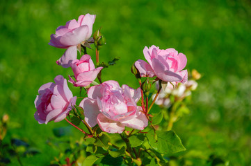 Beuatiful pink roses in macro