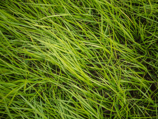 Fototapeta na wymiar Authentic green grass background