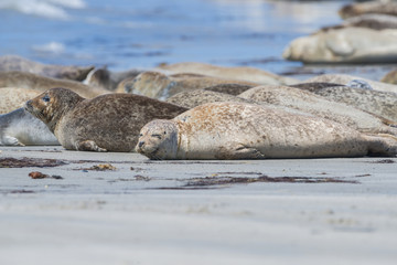 seals (Phoca vitulina) on a beach - Helgoland, Germany