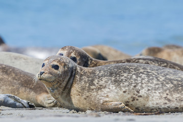 seal (Phoca vitulina) on a beach - Helgoland, Germany