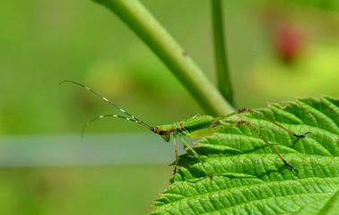 Katydid, grasshopper, insect in the wild