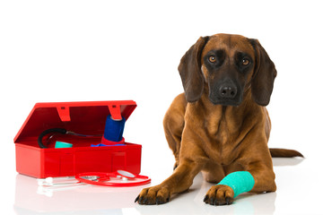Hund mit verletzter Pfote