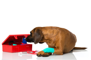 Hund blickt in den Notfallkoffer