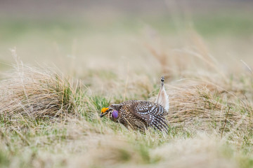 Sharp-tailed grouse (Tympanuchus phasianellus)