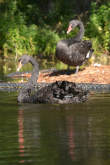 Black Swan - Pair