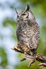 Great Horned Owl