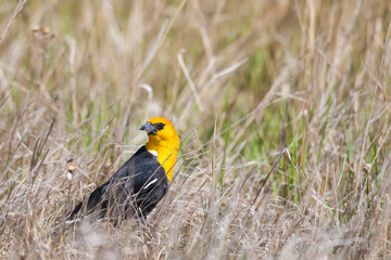 Yellow-headed Blackbird (Xanthocephalus xanthocephalus)
