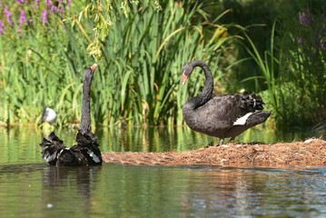 Black Swan - Pair