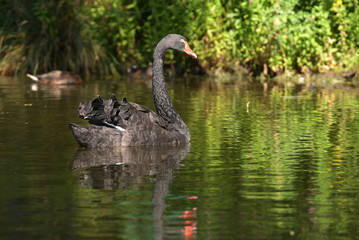 Obraz premium Black Swan