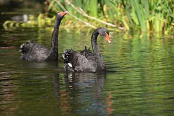 Black Swan - Pair